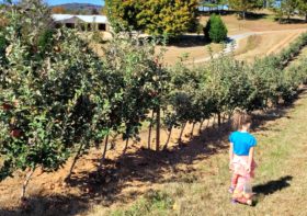 Girls’ Day Out to Mercier Orchards