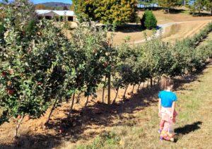 scarlett mercier orchards