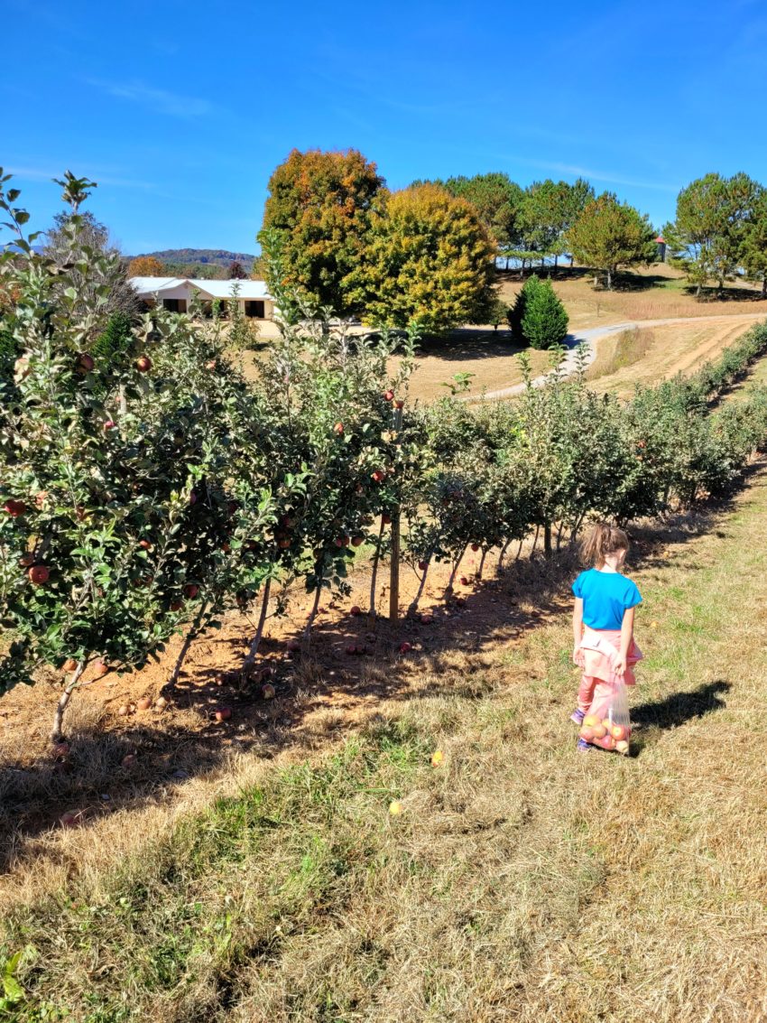 scarlett mercier orchards